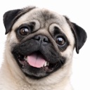 Beans the pug