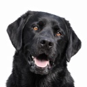 Bruno the black lab