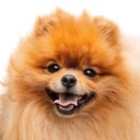 Honey the pomeranian